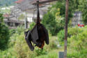 I'm bat.